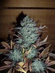 F+60 avant récolte- Blue cheese