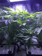 flo4.1