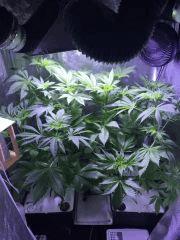 flo4