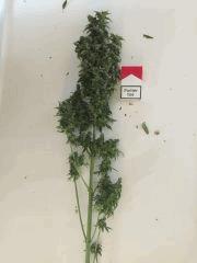 IMG 0438