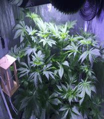 floj4.2