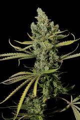 dinafem cheese Fem 5