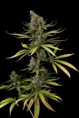 dinafem cheese Fem 3