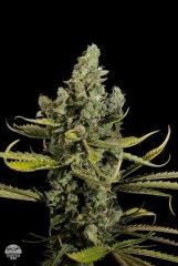 dinafem cheese Fem 4
