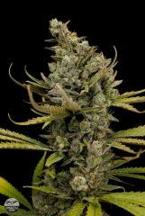 dinafem cheese Fem 2