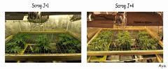 COMPARAISON SCROG