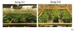 COMPARAISON SCROG 2