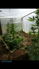 1ere culture exterieure . Ete 2014 . Autoflo 6x super skunk 6x white diesel
