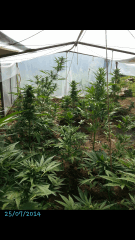 1ere culture exterieure . Ete 2014 . Autoflo 6x super skunk 6x white diesel