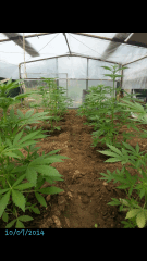 1ere culture exterieure . Ete 2014 . Autoflo 6x super skunk 6x white diesel