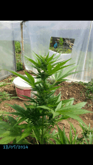 1ere culture exterieure . Ete 2014 . Autoflo 6x super skunk 6x white diesel