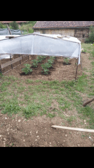 1ere culture exterieure . Ete 2014 . Autoflo 6x super skunk 6x white diesel