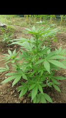 1ere culture exterieure . Ete 2014 . Autoflo 6x super skunk 6x white diesel