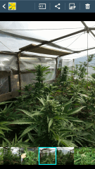 1ere culture exterieure . Ete 2014 . Autoflo 6x super skunk 6x white diesel