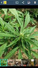 1ere culture exterieure . Ete 2014 . Autoflo 6x super skunk 6x white diesel