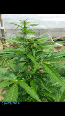 1ere culture exterieure . Ete 2014 . Autoflo 6x super skunk 6x white diesel