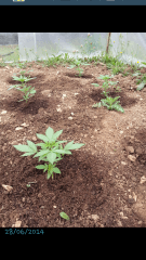 1ere culture exterieure . Ete 2014 . Autoflo 6x super skunk 6x white diesel