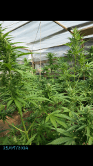 1ere culture exterieure . Ete 2014 . Autoflo 6x super skunk 6x white diesel
