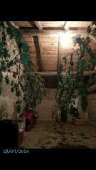 1ere culture exterieure . Ete 2014 . Autoflo 6x super skunk 6x white diesel