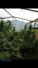 1ere culture exterieure . Ete 2014 . Autoflo 6x super skunk 6x white diesel