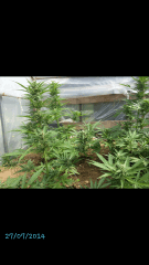 1ere culture exterieure . Ete 2014 . Autoflo 6x super skunk 6x white diesel