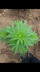 1ere culture exterieure . Ete 2014 . Autoflo 6x super skunk 6x white diesel