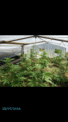 1ere culture exterieure . Ete 2014 . Autoflo 6x super skunk 6x white diesel