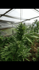 1ere culture exterieure . Ete 2014 . Autoflo 6x super skunk 6x white diesel