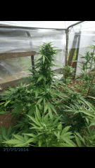 1ere culture exterieure . Ete 2014 . Autoflo 6x super skunk 6x white diesel