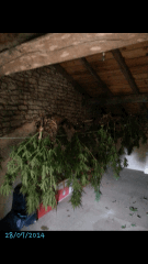 1ere culture exterieure . Ete 2014 . Autoflo 6x super skunk 6x white diesel