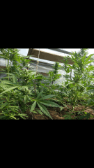 1ere culture exterieure . Ete 2014 . Autoflo 6x super skunk 6x white diesel