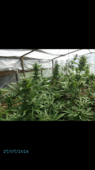 1ere culture exterieure . Ete 2014 . Autoflo 6x super skunk 6x white diesel