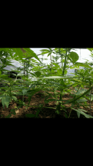1ere culture exterieure . Ete 2014 . Autoflo 6x super skunk 6x white diesel