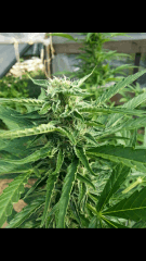 1ere culture exterieure . Ete 2014 . Autoflo 6x super skunk 6x white diesel