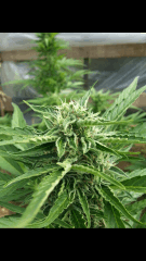 1ere culture exterieure . Ete 2014 . Autoflo 6x super skunk 6x white diesel