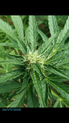 1ere culture exterieure . Ete 2014 . Autoflo 6x super skunk 6x white diesel