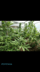 1ere culture exterieure . Ete 2014 . Autoflo 6x super skunk 6x white diesel