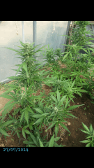 1ere culture exterieure . Ete 2014 . Autoflo 6x super skunk 6x white diesel