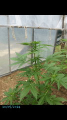 1ere culture exterieure . Ete 2014 . Autoflo 6x super skunk 6x white diesel