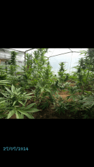 1ere culture exterieure . Ete 2014 . Autoflo 6x super skunk 6x white diesel
