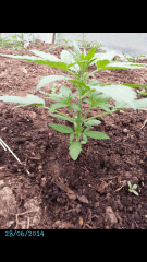 1ere culture exterieure . Ete 2014 . Autoflo 6x super skunk 6x white diesel