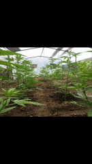 1ere culture exterieure . Ete 2014 . Autoflo 6x super skunk 6x white diesel