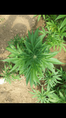 1ere culture exterieure . Ete 2014 . Autoflo 6x super skunk 6x white diesel
