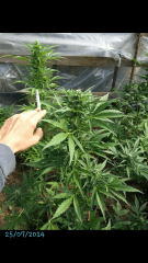 1ere culture exterieure . Ete 2014 . Autoflo 6x super skunk 6x white diesel