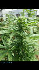 1ere culture exterieure . Ete 2014 . Autoflo 6x super skunk 6x white diesel