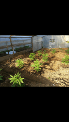 1ere culture exterieure . Ete 2014 . Autoflo 6x super skunk 6x white diesel