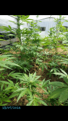 1ere culture exterieure . Ete 2014 . Autoflo 6x super skunk 6x white diesel