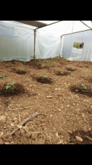 1ere culture exterieure . Ete 2014 . Autoflo 6x super skunk 6x white diesel
