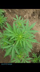 1ere culture exterieure . Ete 2014 . Autoflo 6x super skunk 6x white diesel
