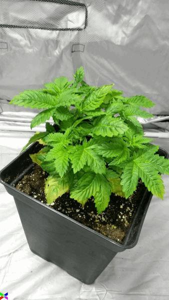 med_gallery_836338_4125_442098.jpg